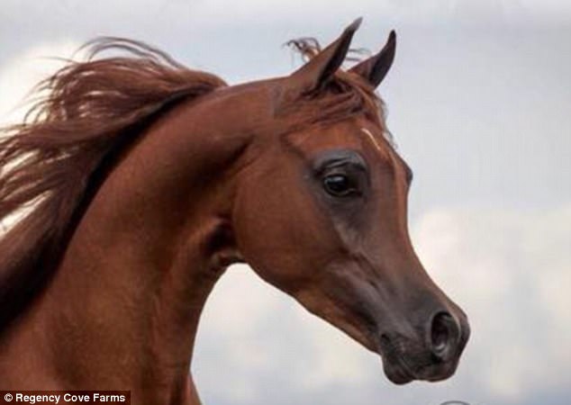 Arabian Horse.