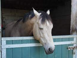 Sleeping Horse